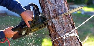 Best Palm Tree Trimming  in Brownsville, TX