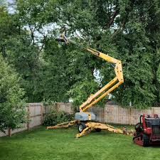Best Lawn Disease Treatment  in Brownsville, TX