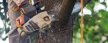 Best Tree Health Inspection  in Brownsville, TX