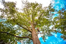 Professional Tree Services in Brownsville, TX