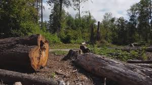 Best Tree Disease Treatment  in Brownsville, TX