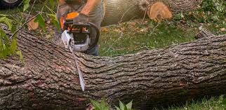 Best Utility Line Clearance  in Brownsville, TX