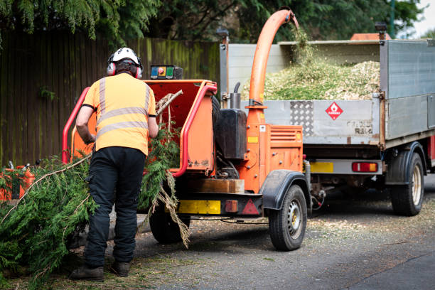 Best Hazardous Tree Removal  in Brownsville, TX
