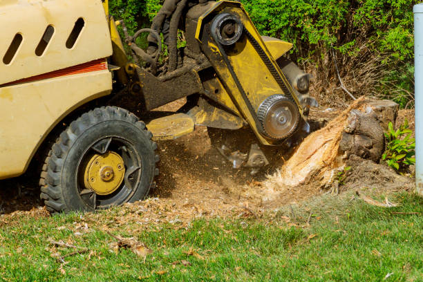 Best Fruit Tree Pruning  in Brownsville, TX