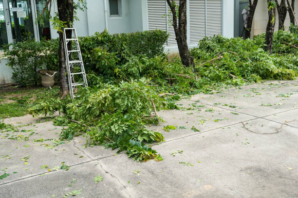 How Our Tree Care Process Works  in  Brownsville, TX