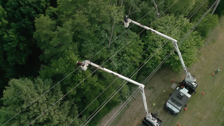 Best Tree Preservation Services  in Brownsville, TX
