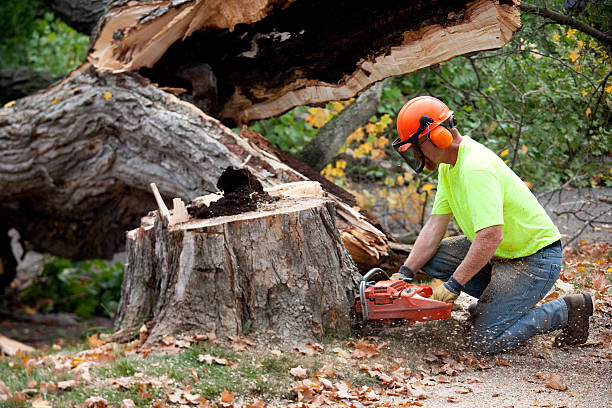 Best Tree Mulching  in Brownsville, TX