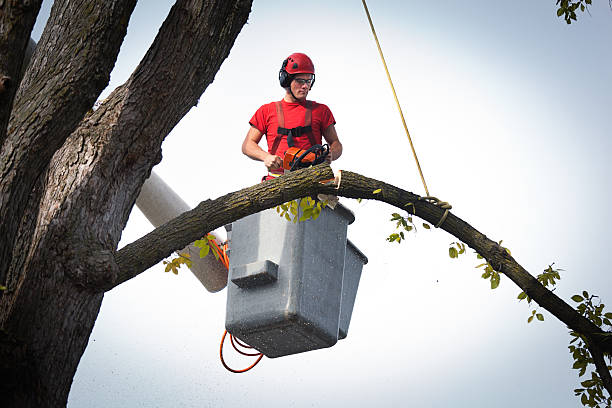 Best Root Management and Removal  in Brownsville, TX
