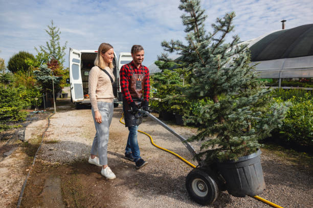 Best Storm Damage Tree Cleanup  in Brownsville, TX