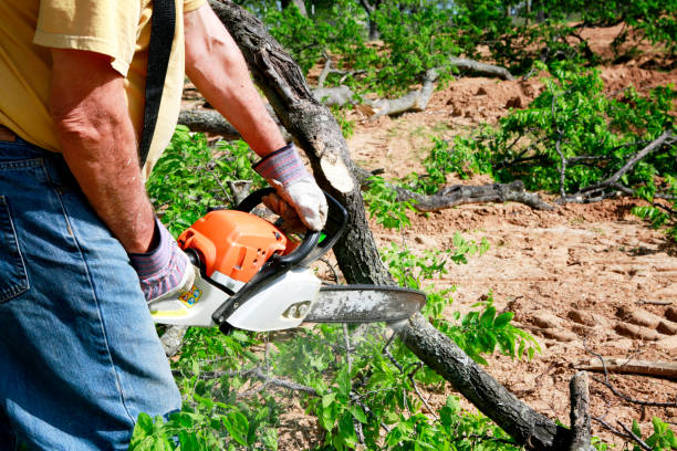 Best Tree Cabling and Bracing  in Brownsville, TX